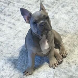 Meet your Posher, Paul